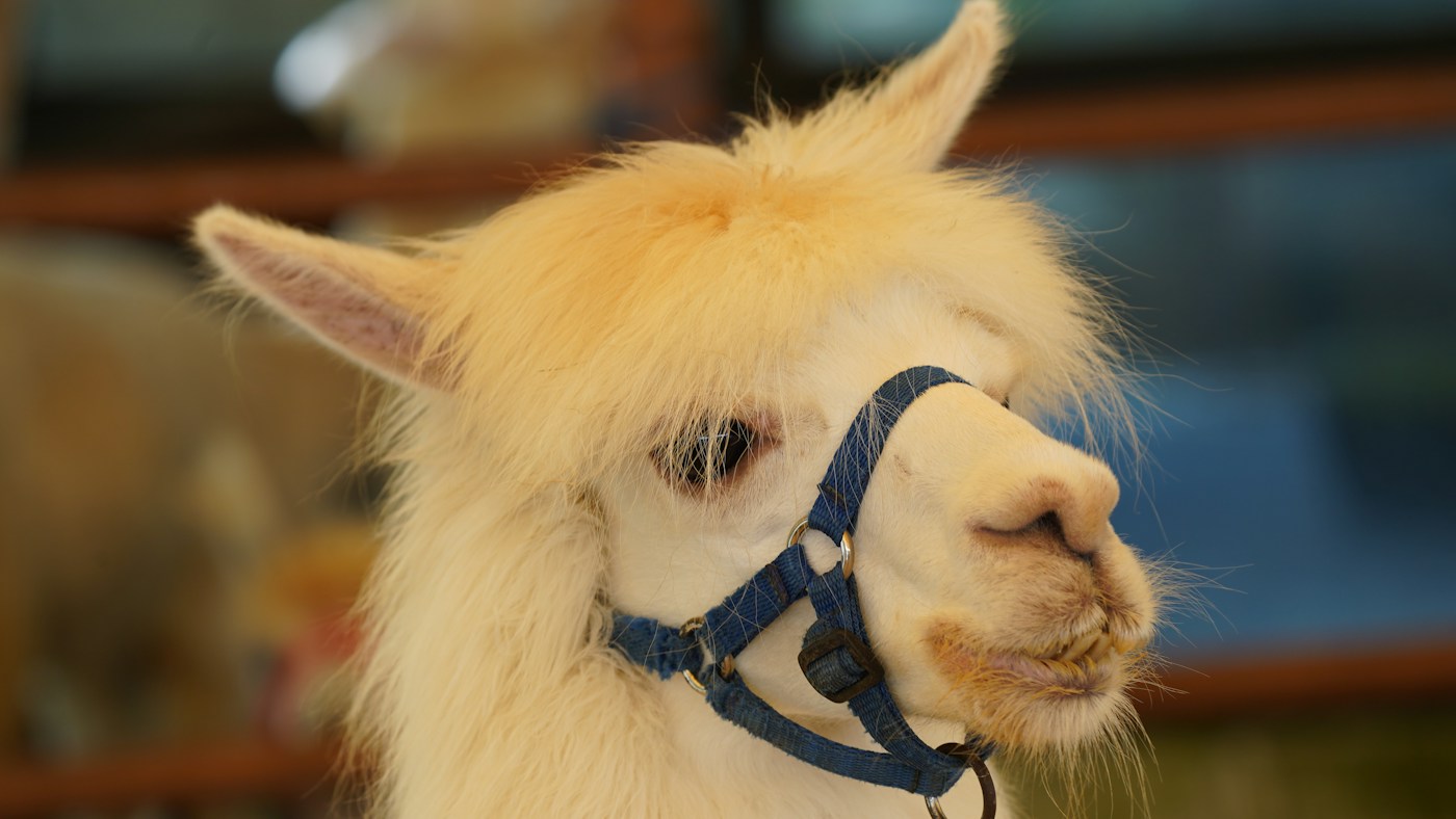 A white alpaca wearing a blue halter