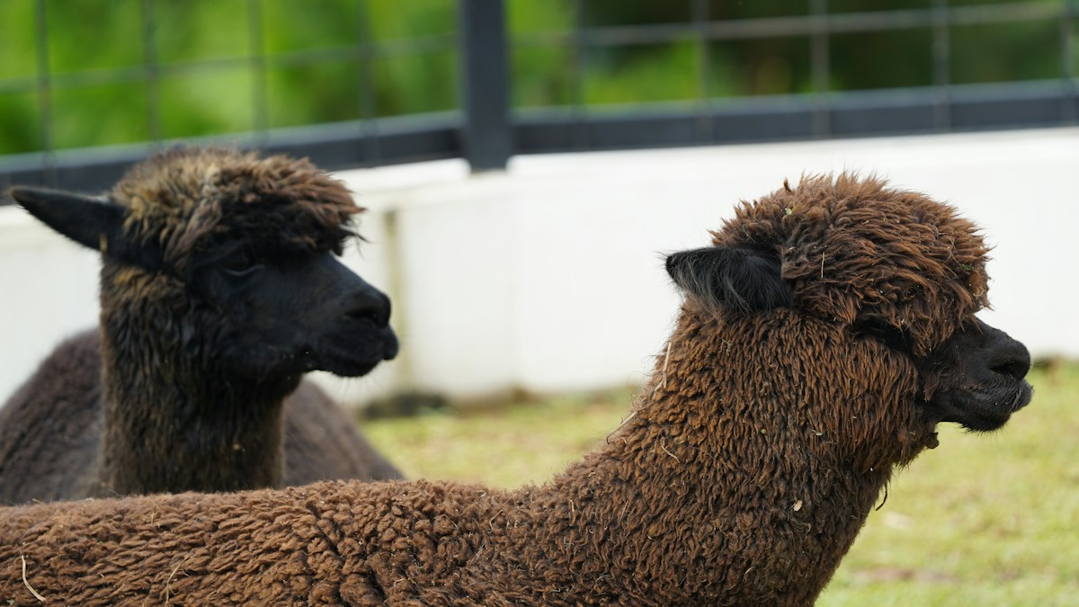 Two alpacas standing side by side