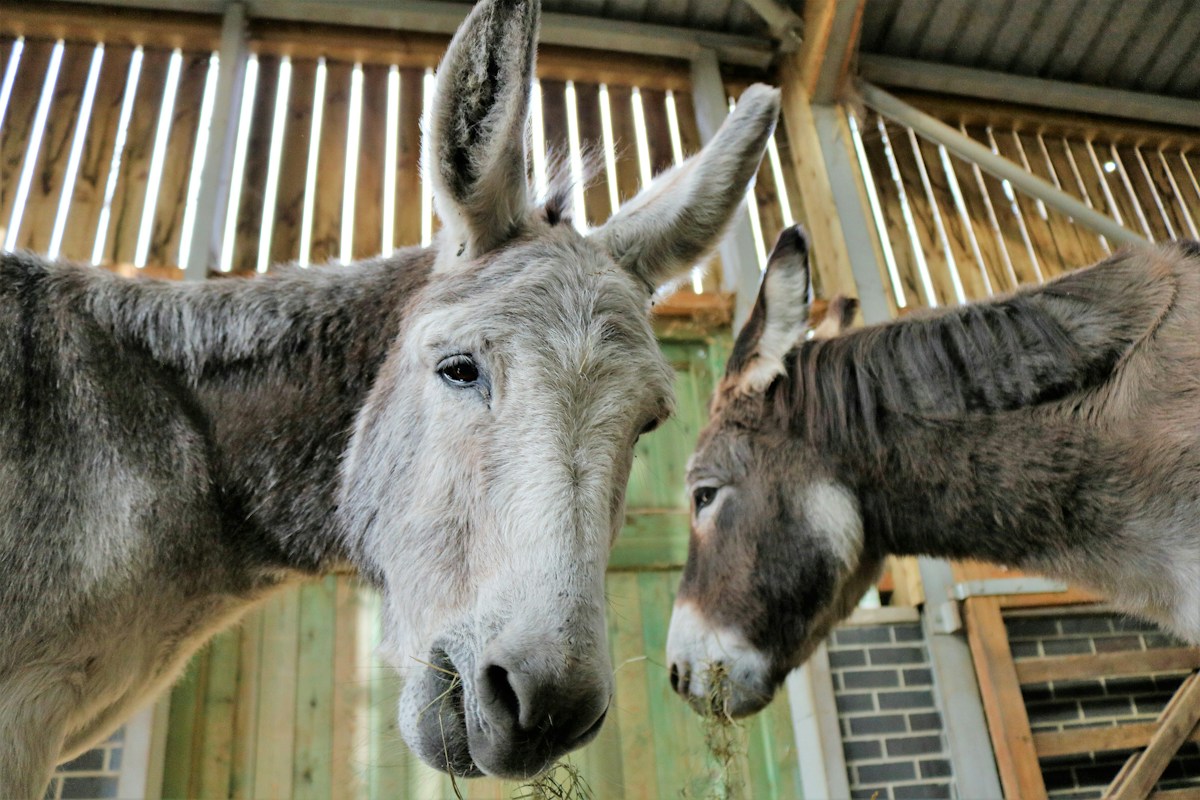 Two donkeys eating grass inside a barn