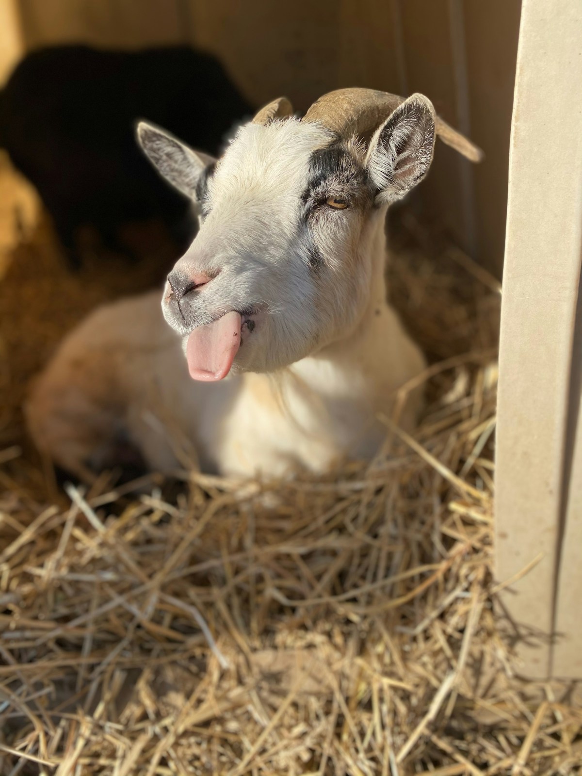 A baby goat