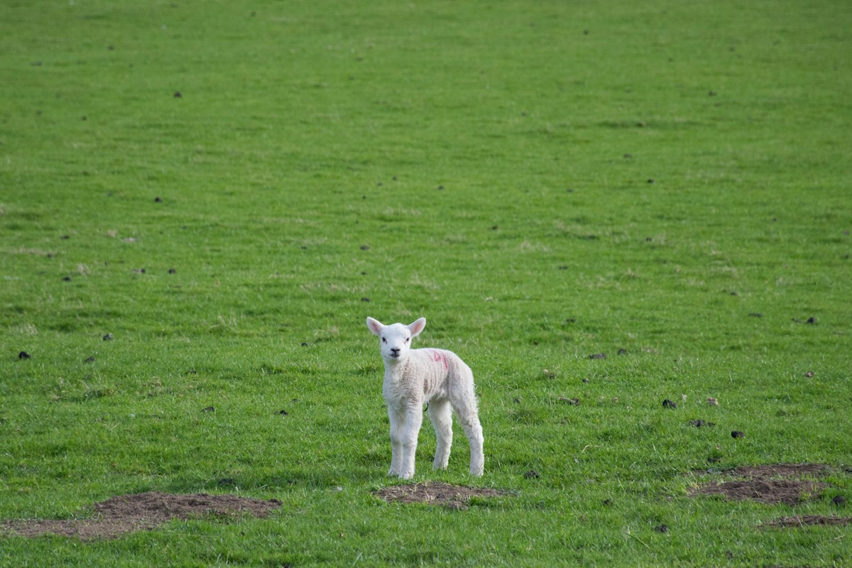 A baby lamb standing in a field of grass