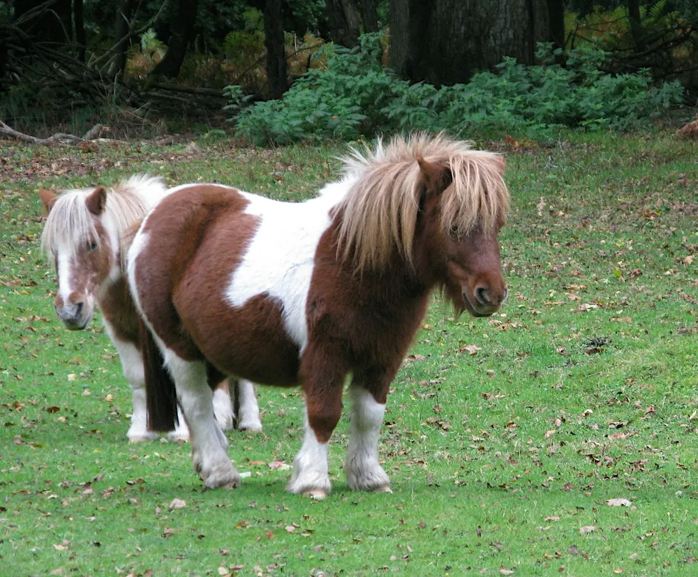 Two ponies standing together in a grassy field