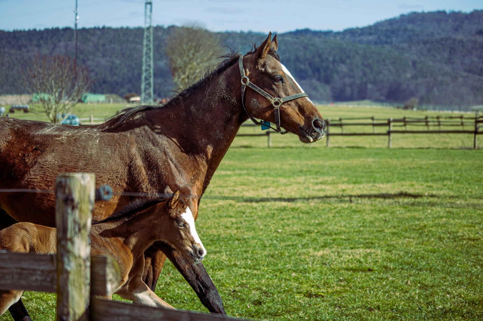 A gentle pony and her foal walking through a green paddock