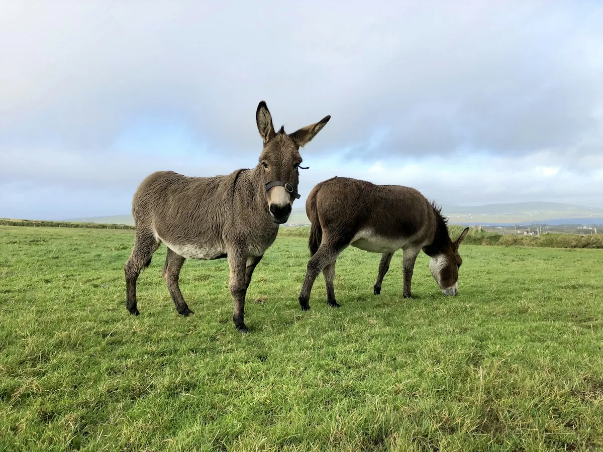 A brown and white donkey standing in a green field